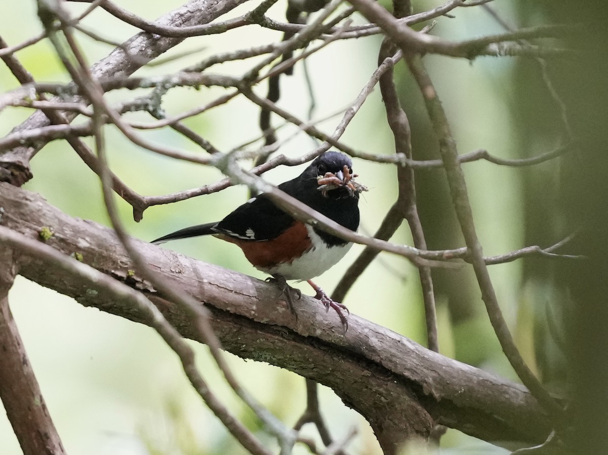 Eastern Towhee - ML619792341