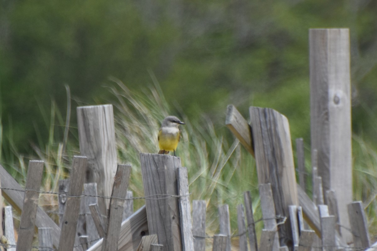 Western Kingbird - ML619792350