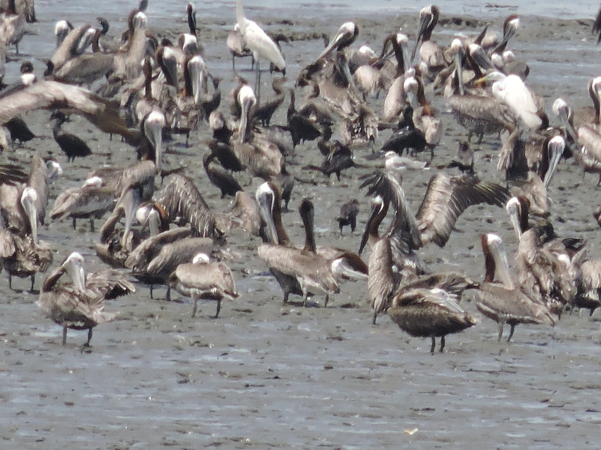 Brown Pelican - ML619792364