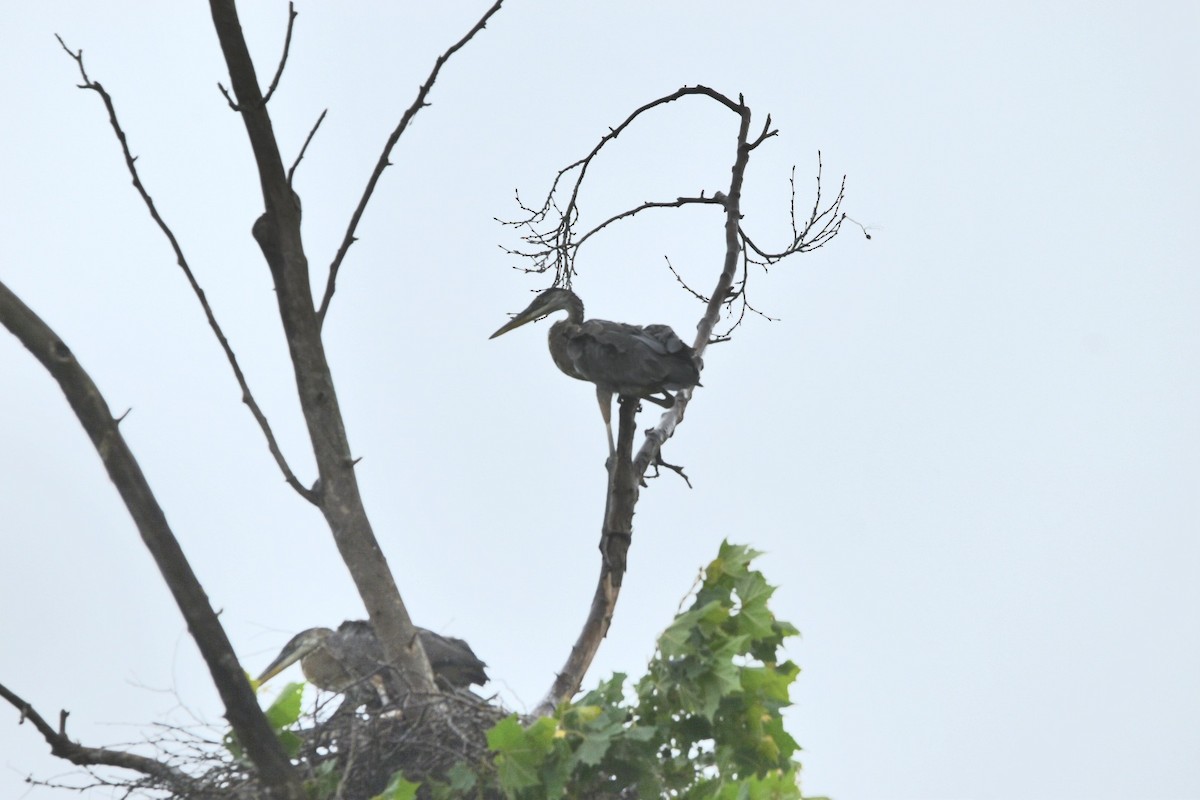 Great Blue Heron - ML619792392