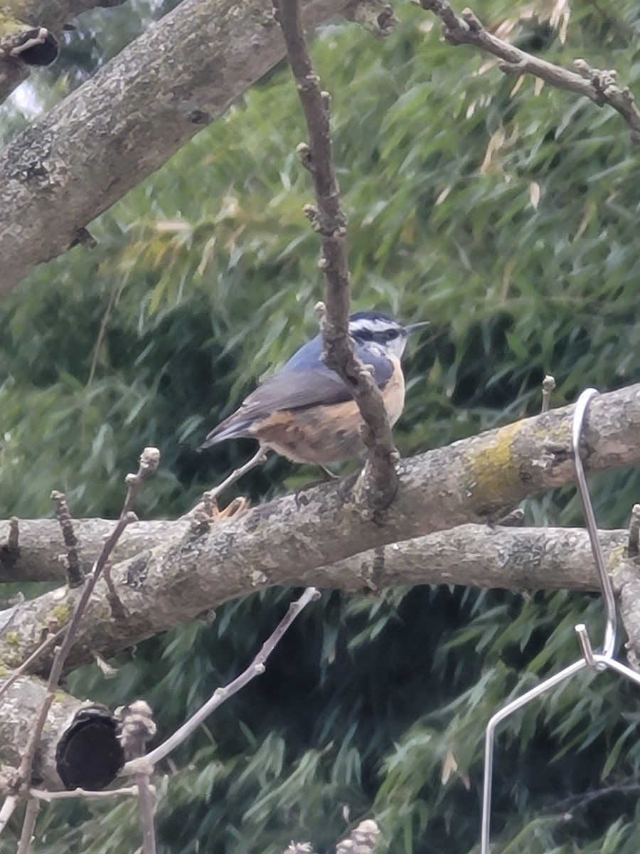 Red-breasted Nuthatch - ML619792403