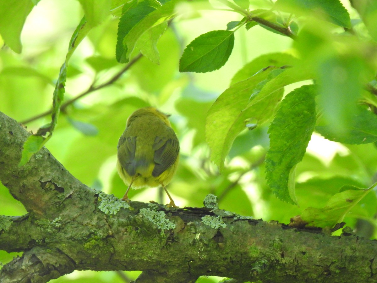 Wilson's Warbler - ML619792420