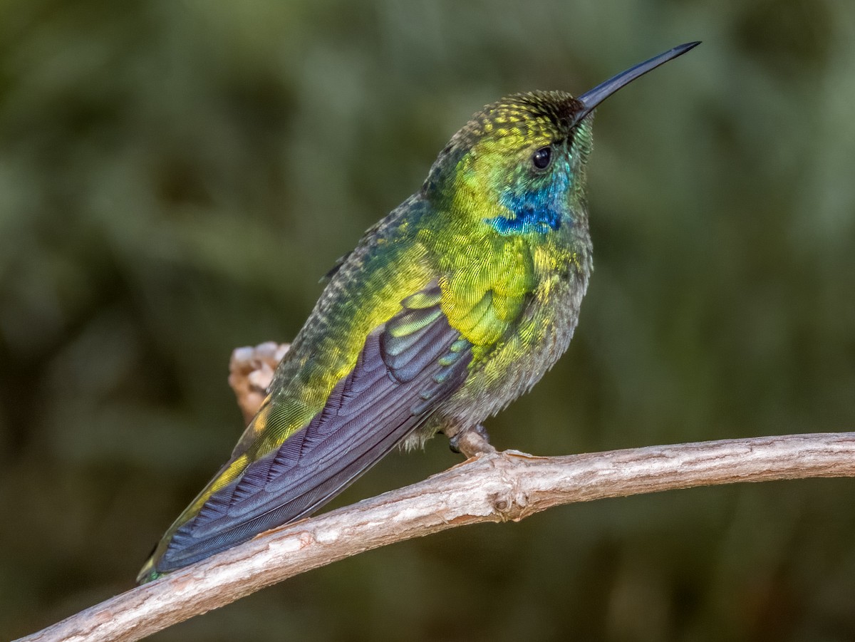 Lesser Violetear - ML619792423