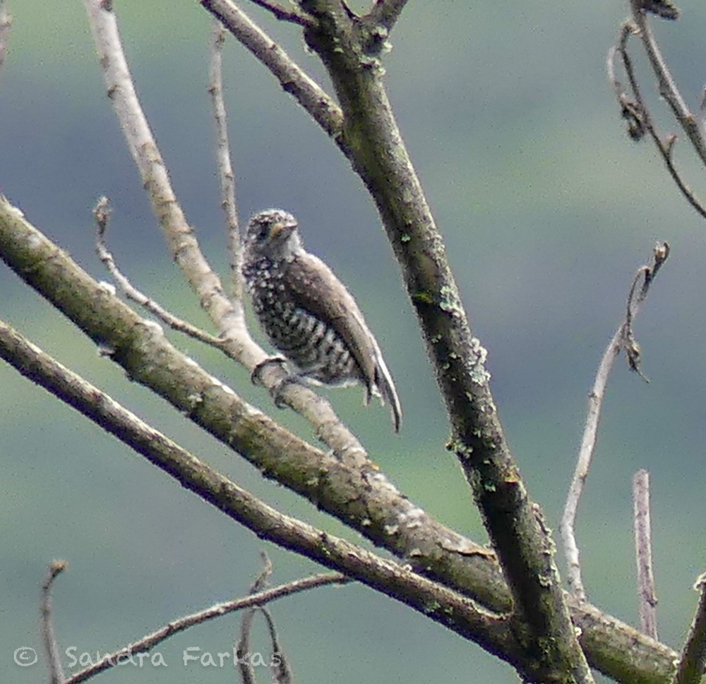 Speckle-chested Piculet - ML619792429