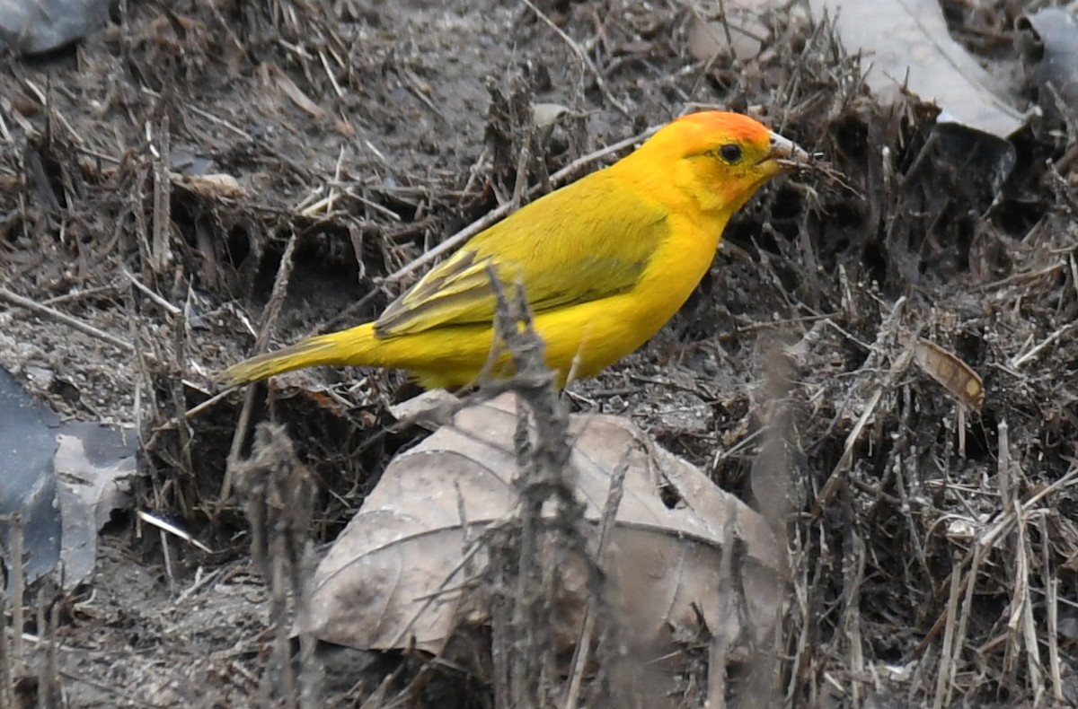 Orange-fronted Yellow-Finch - ML619792436
