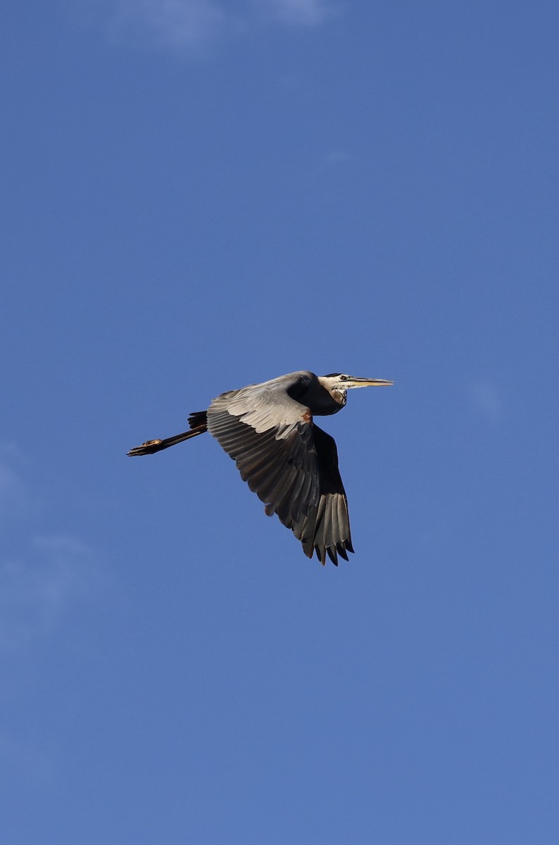 Great Blue Heron - ML619792440