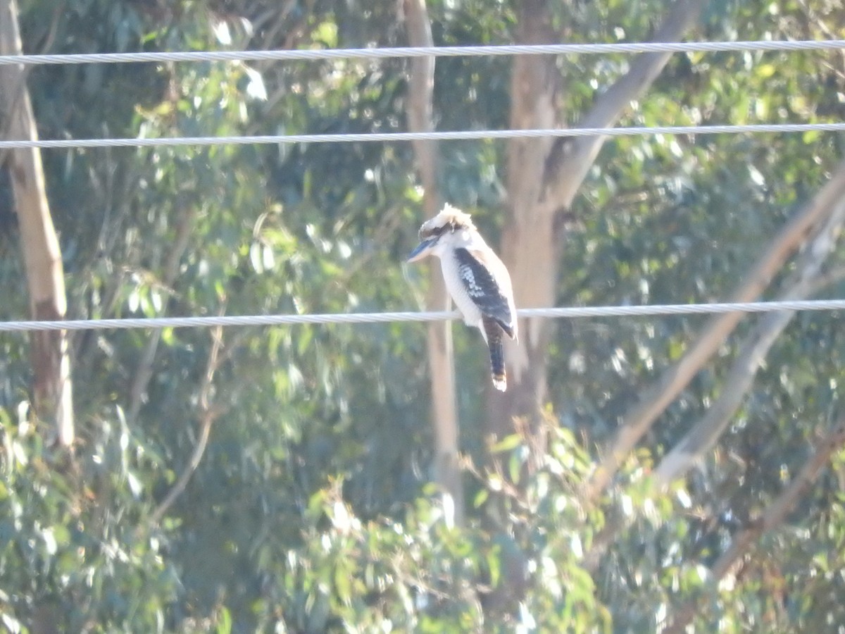 Laughing Kookaburra - ML619792443