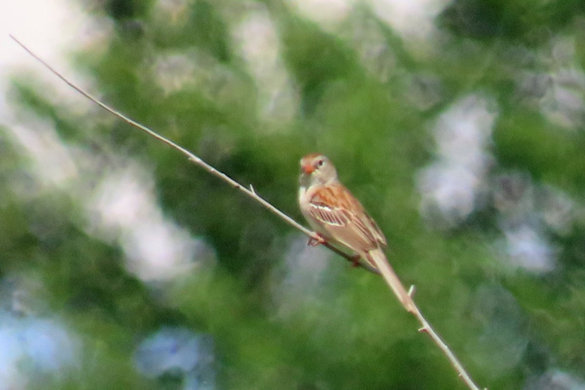 Field Sparrow - ML619792450