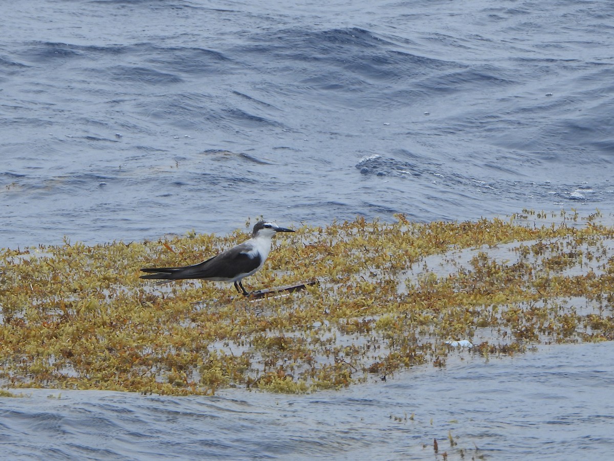 Bridled Tern - ML619792455