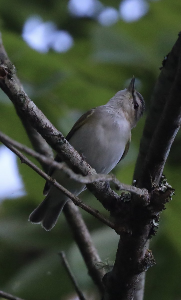 Vireo Ojirrojo - ML619792474