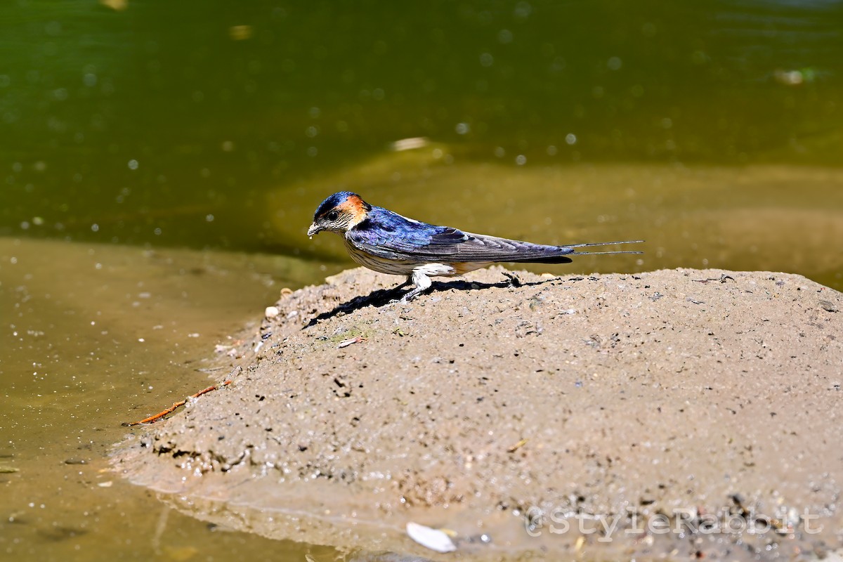 Red-rumped Swallow - ML619792491