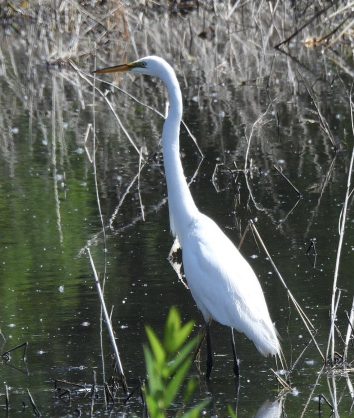 Great Egret - ML619792494