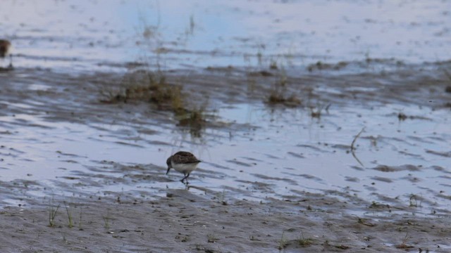 חופית אמריקנית - ML619792495