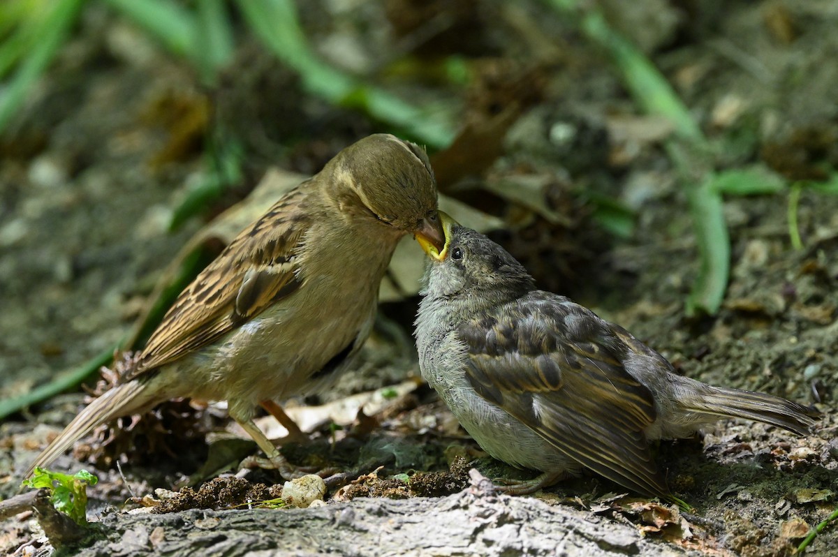 House Sparrow - ML619792502