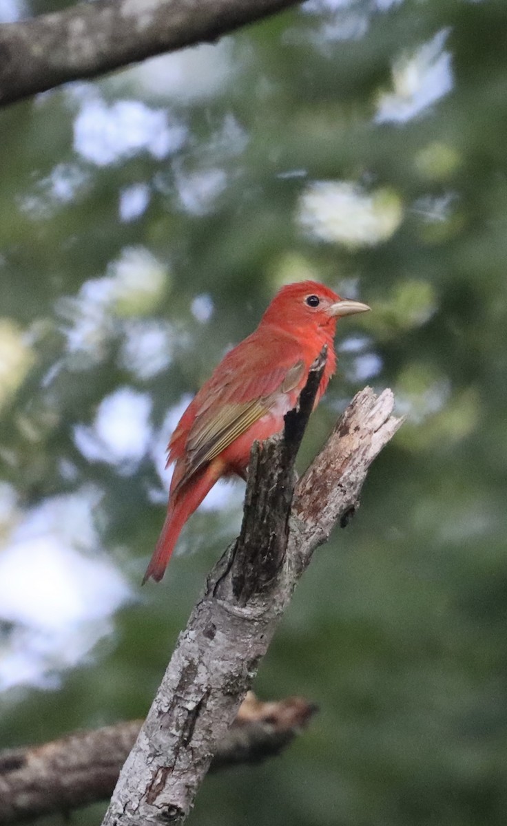 Summer Tanager - ML619792504