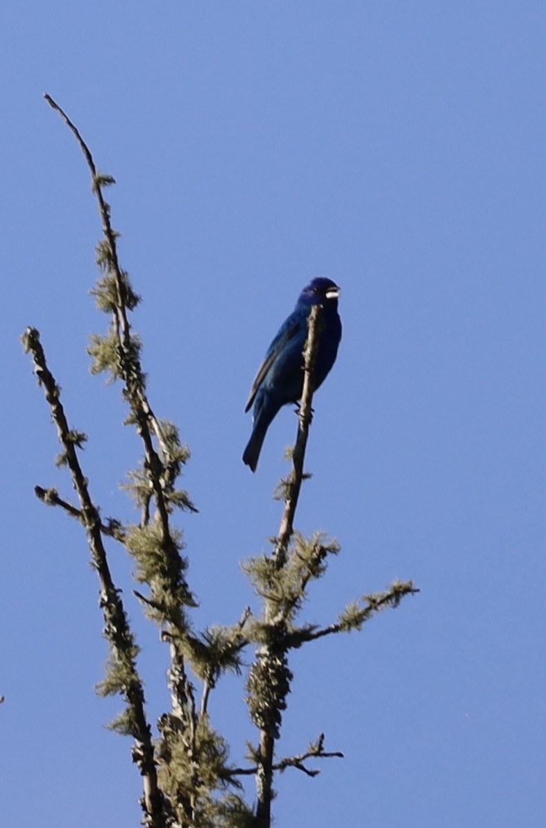 Indigo Bunting - ML619792505