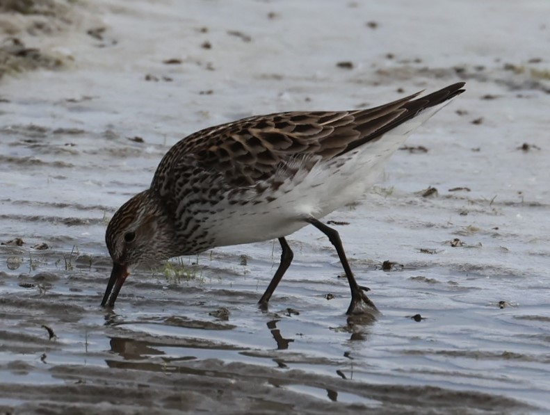 White-rumped Sandpiper - ML619792508