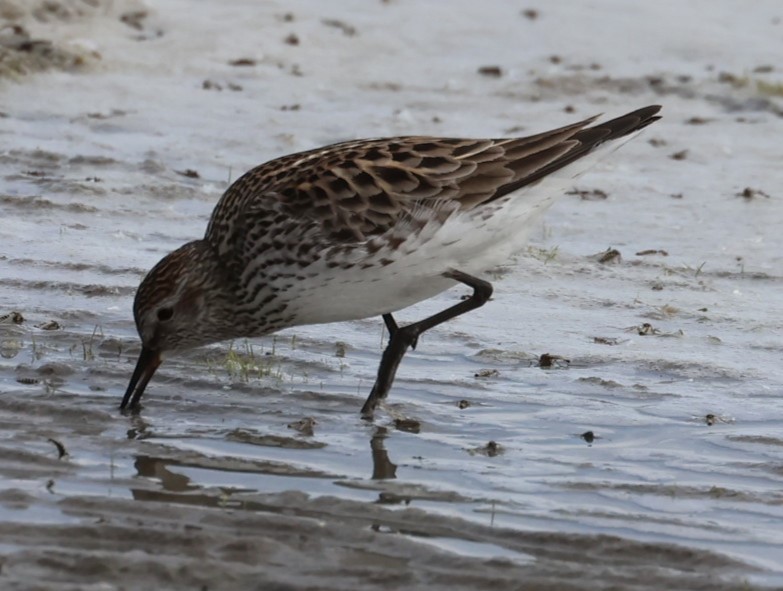 White-rumped Sandpiper - ML619792509