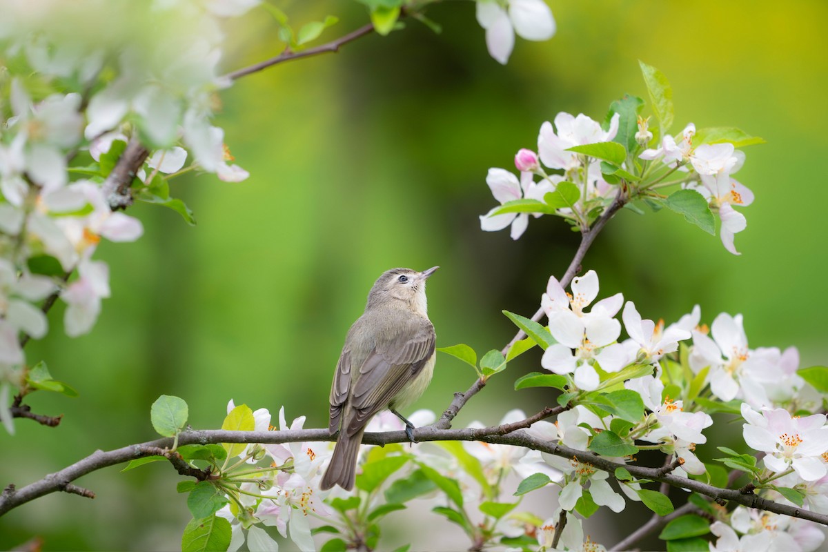 Warbling Vireo - ML619792514