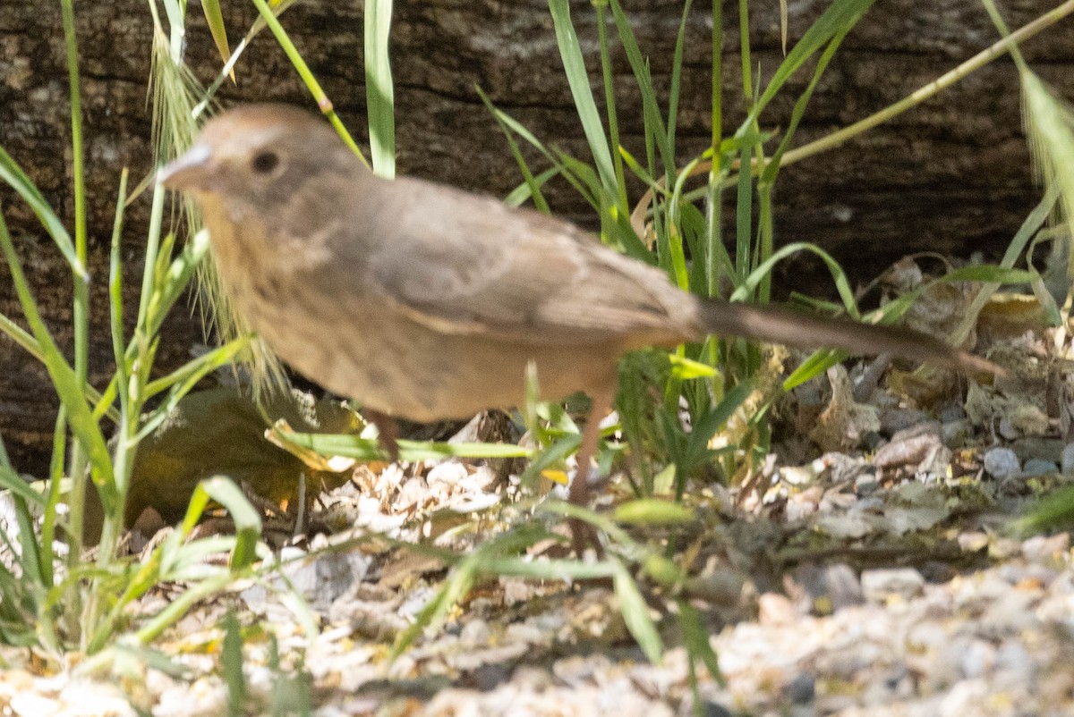 Canyon Towhee - ML619792525