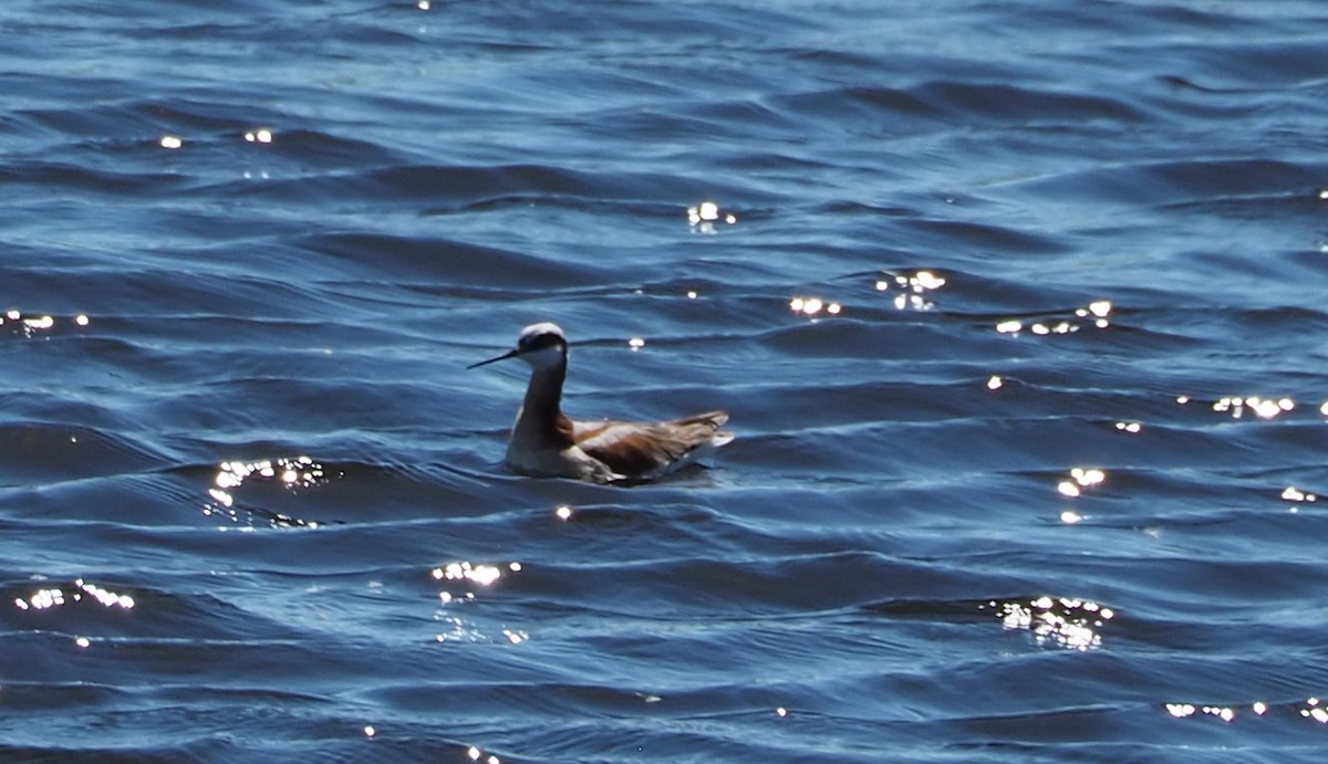 Wilson's Phalarope - ML619792535