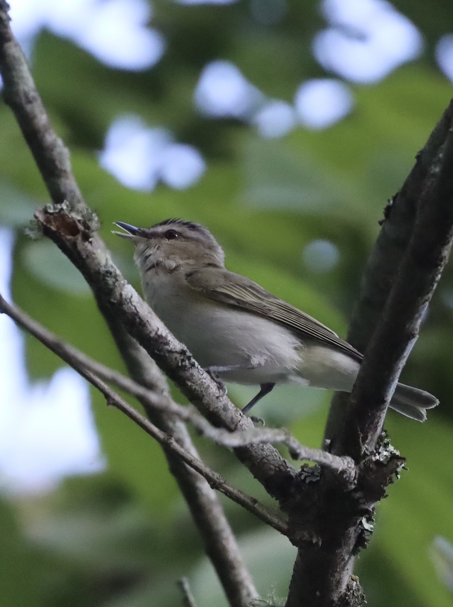 Red-eyed Vireo - ML619792587