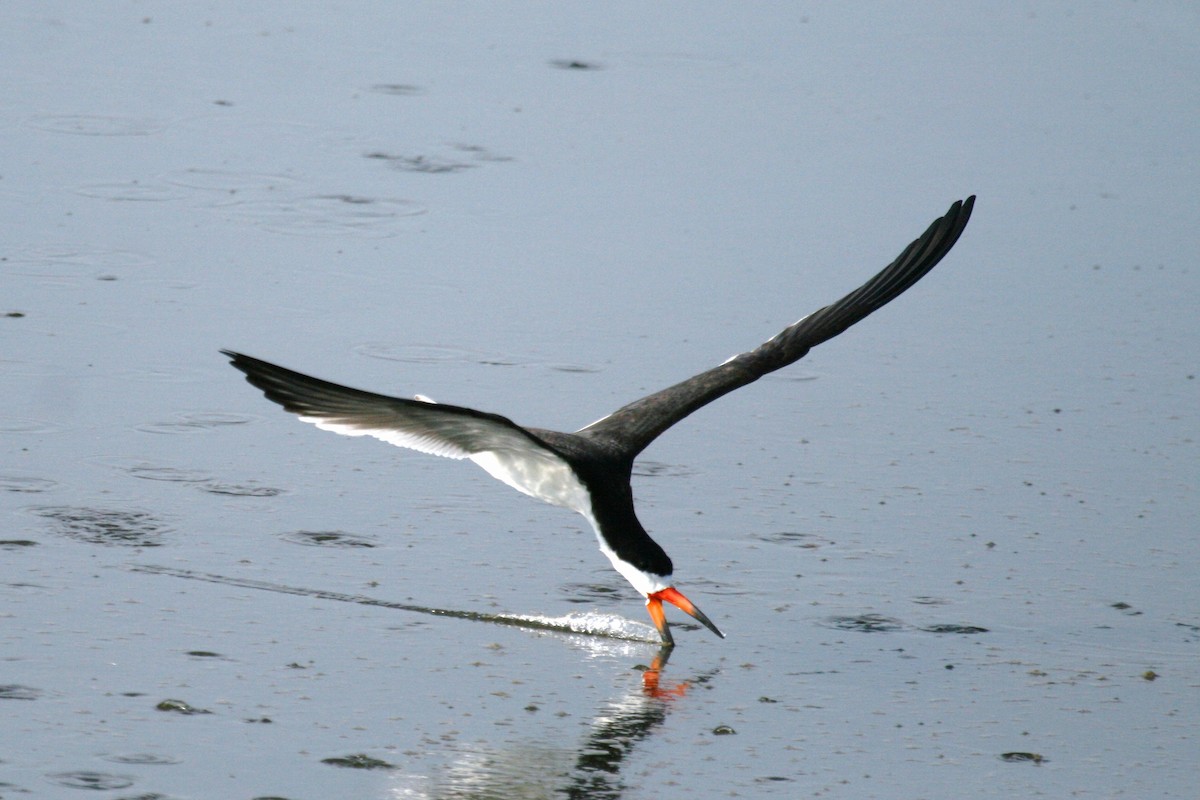 Black Skimmer - ML619792595