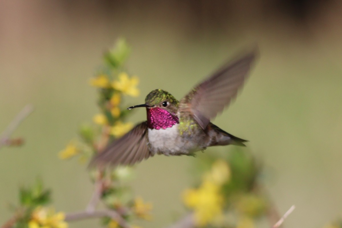 Broad-tailed Hummingbird - ML619792598