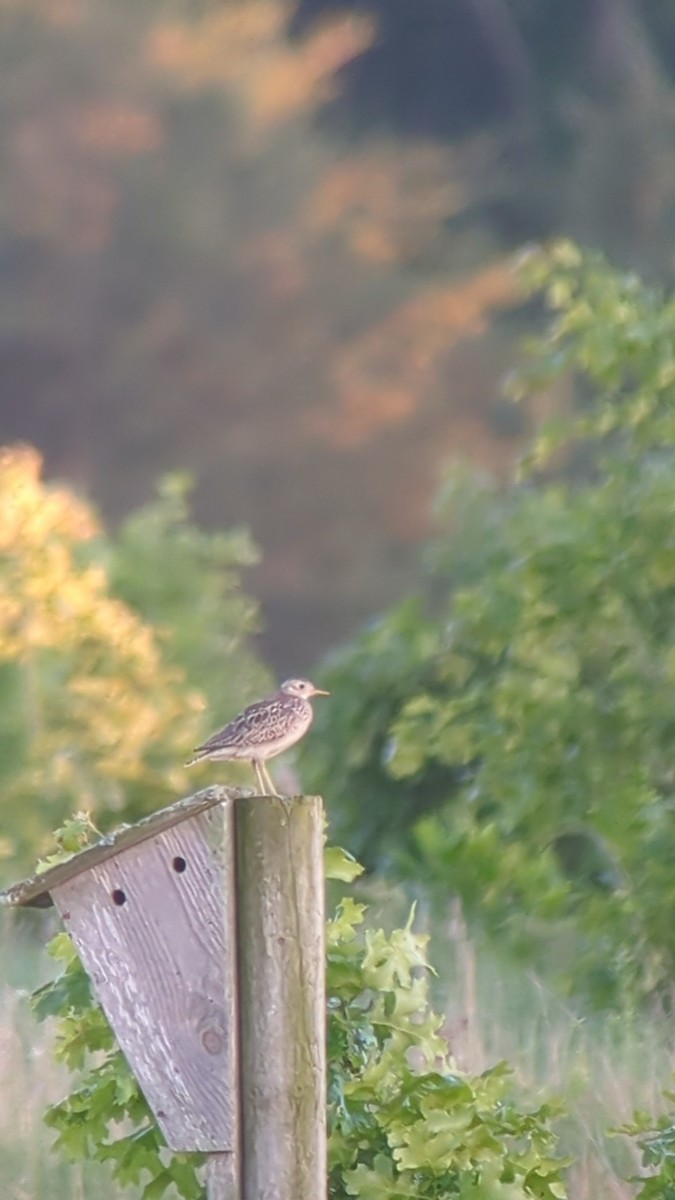 Upland Sandpiper - ML619792607