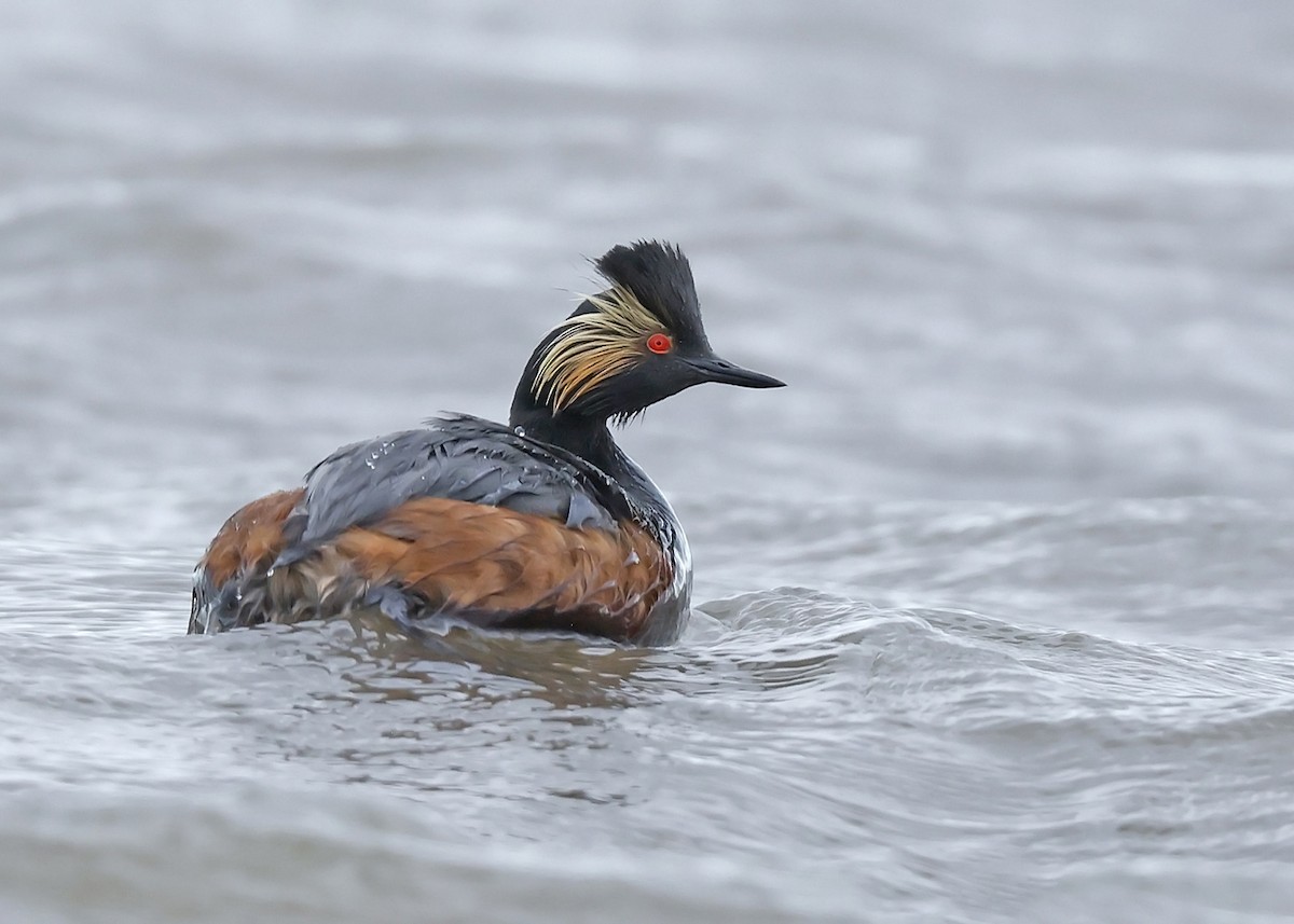 Eared Grebe - ML619792617