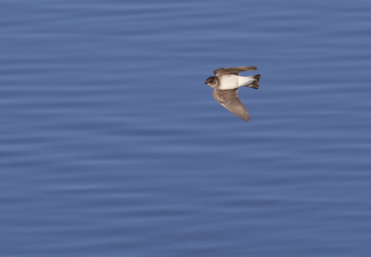 Northern Rough-winged Swallow - ML619792624