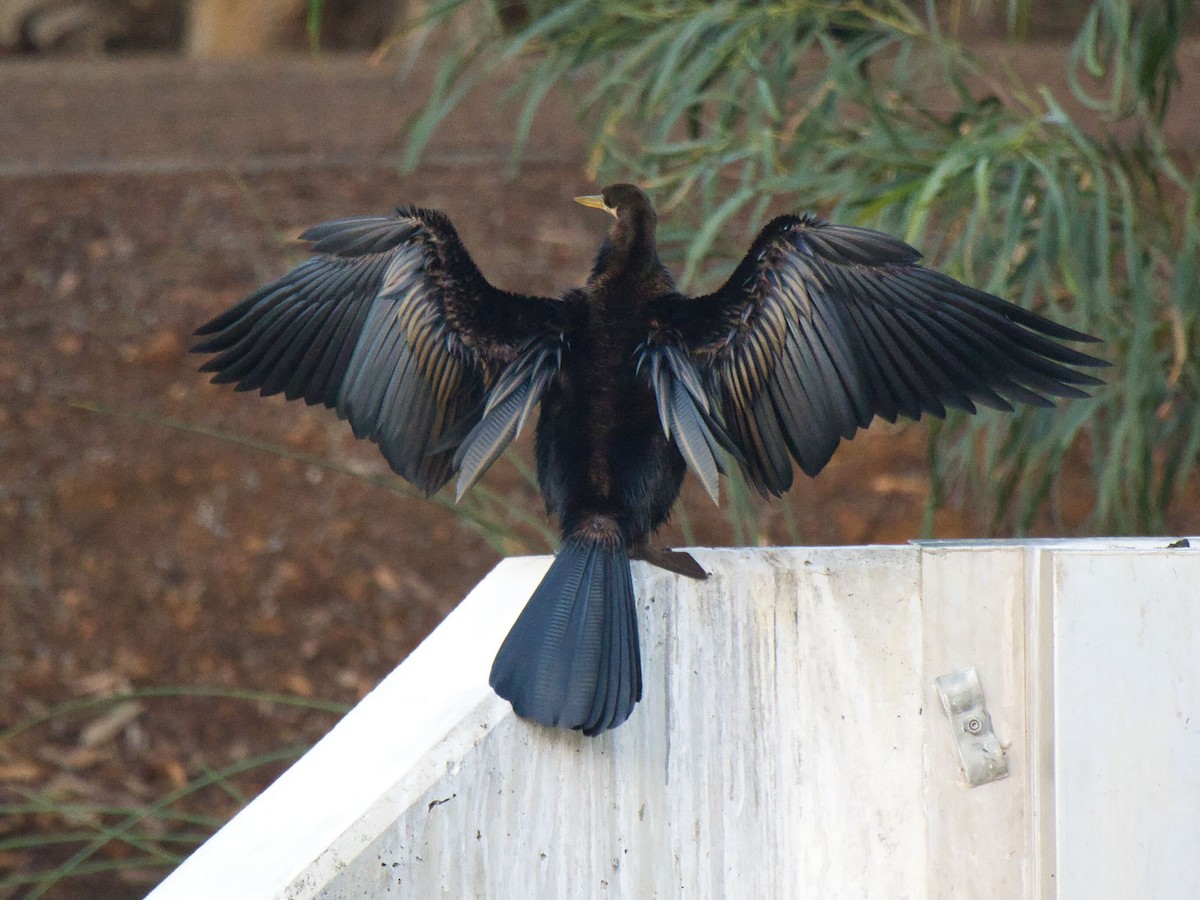 Australasian Darter - ML619792628