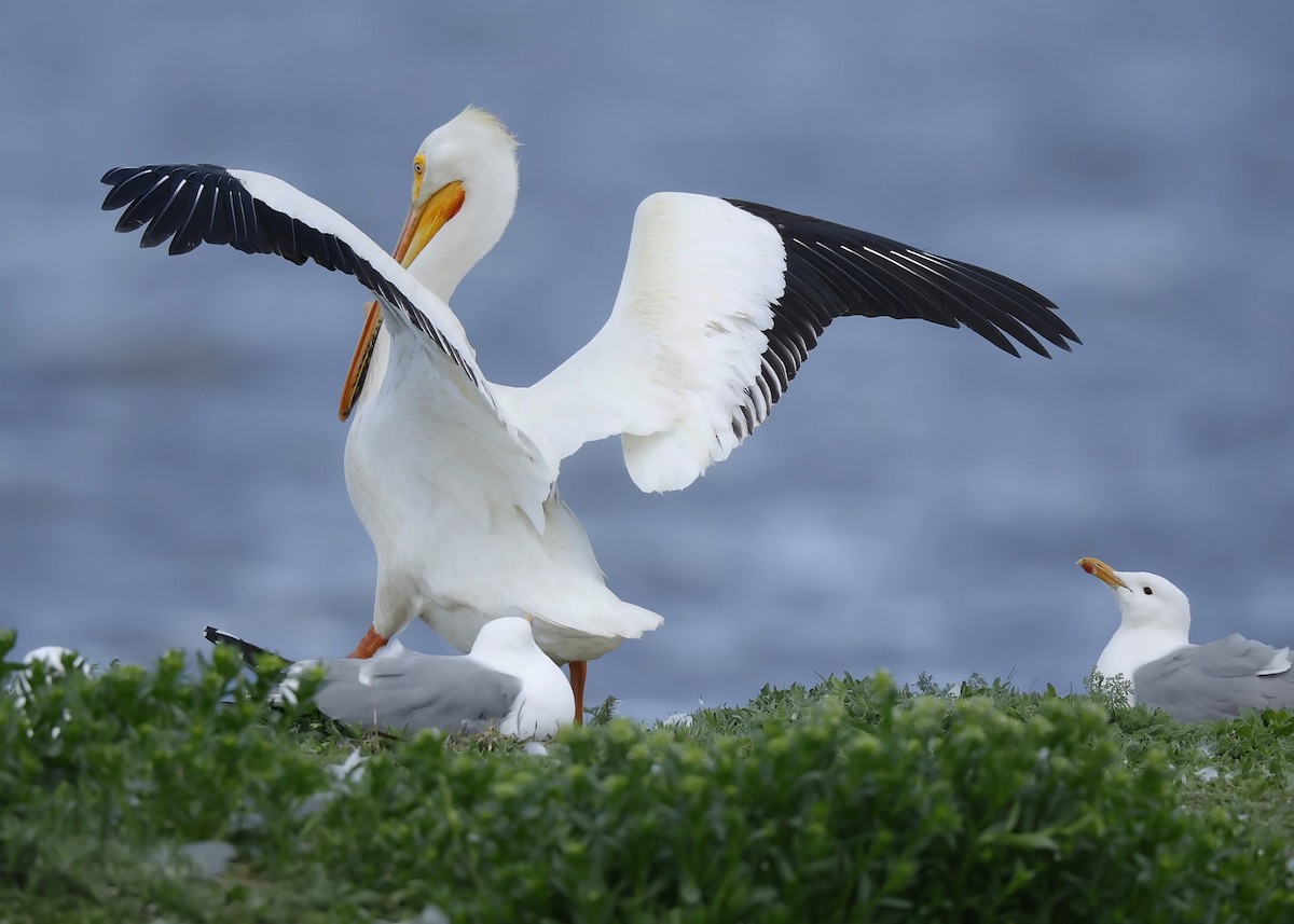 American White Pelican - ML619792630