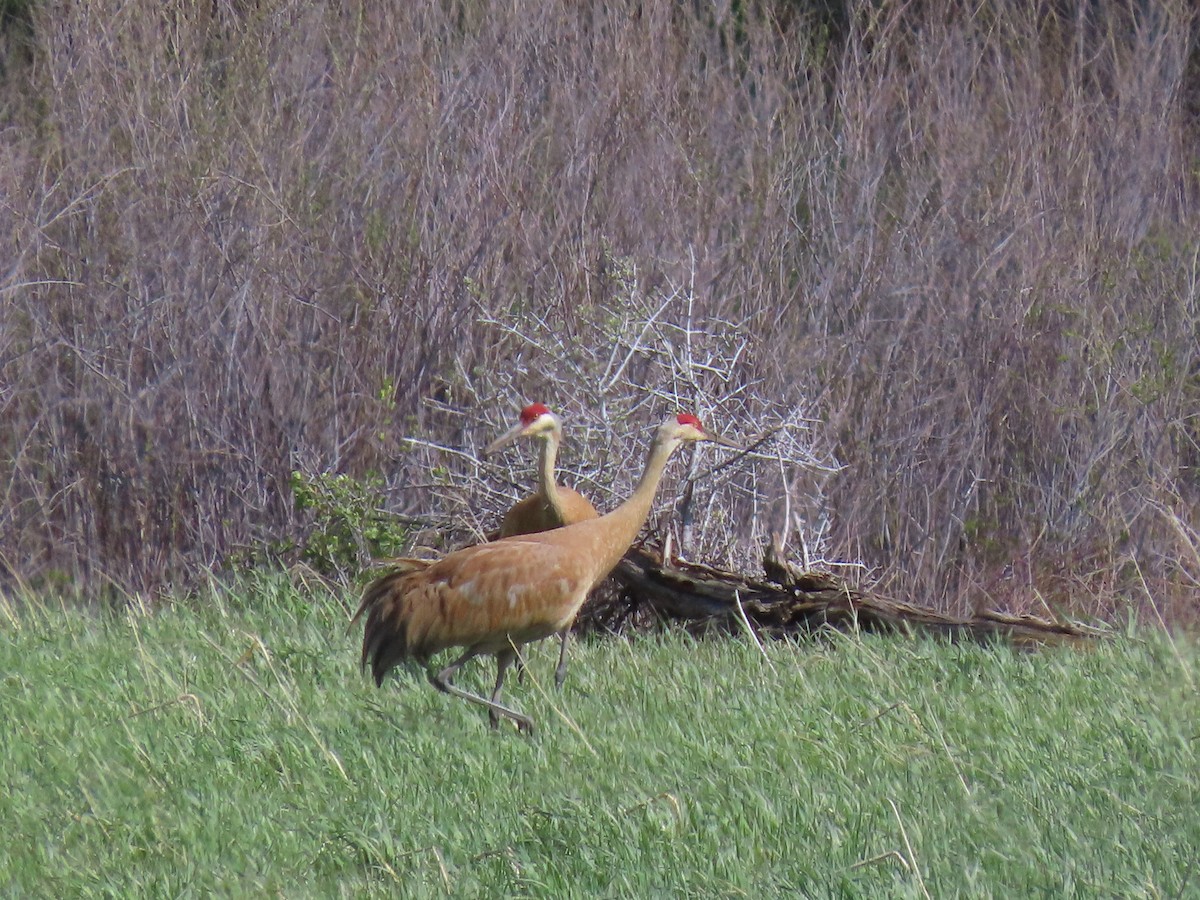 Sandhill Crane - ML619792632