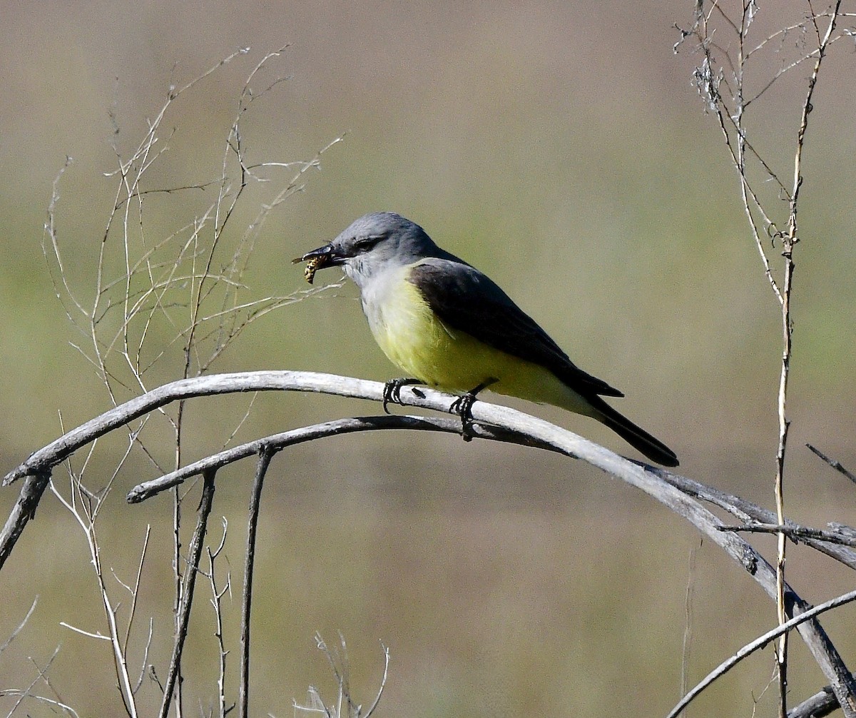 Schmalschnabel-Königstyrann - ML619792648