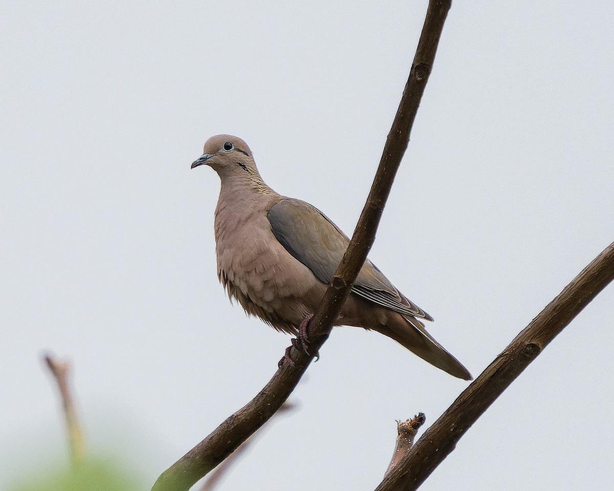 Eared Dove - ML619792675