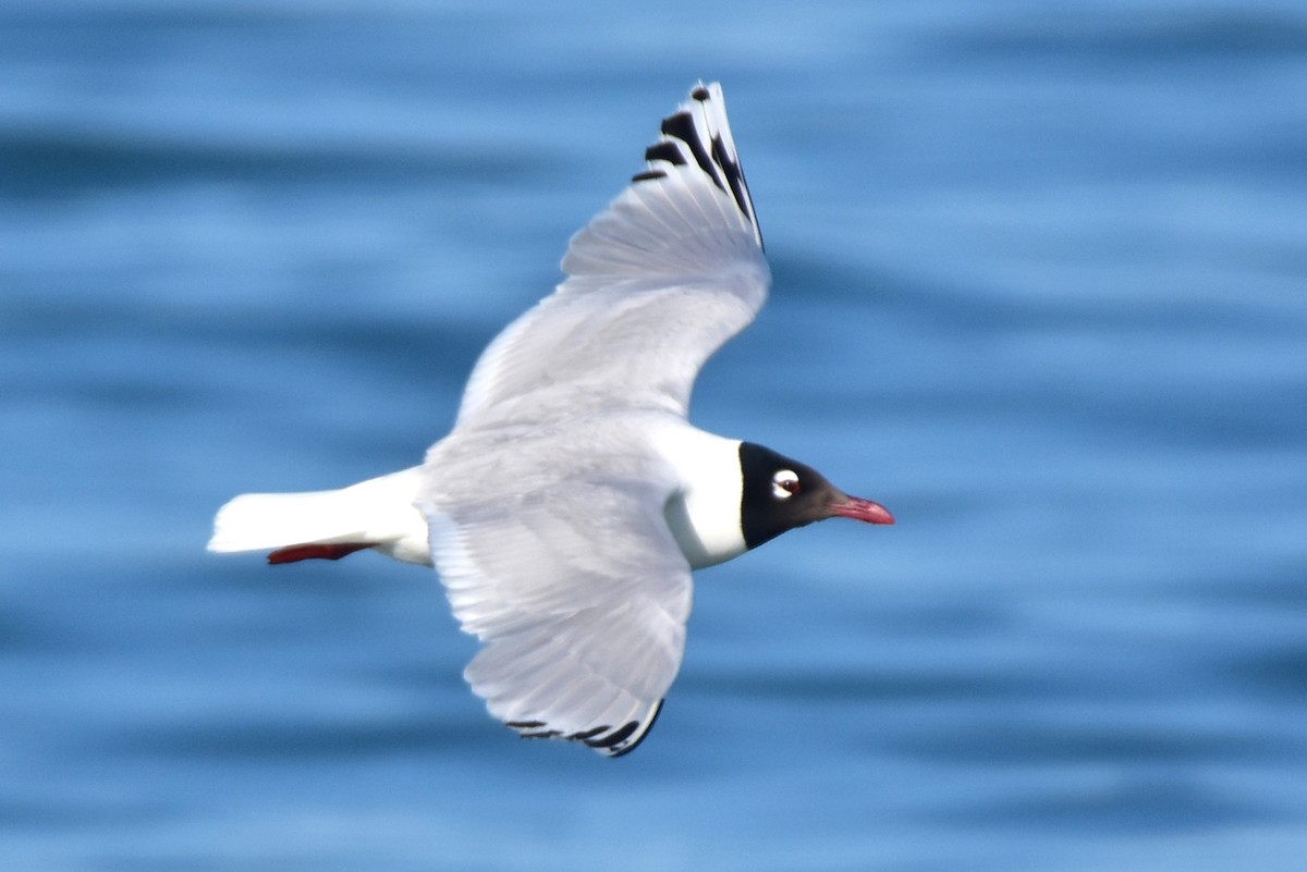 Gaviota Relicta - ML619792685