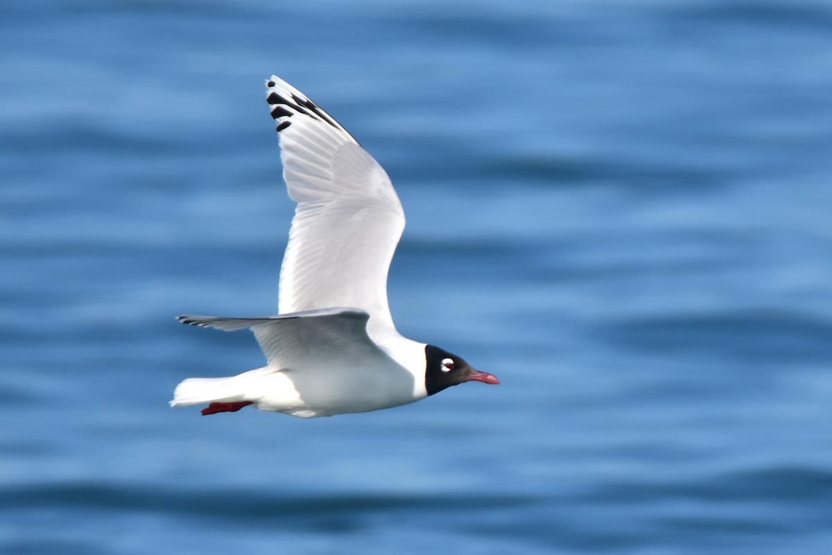 Mouette relique - ML619792687