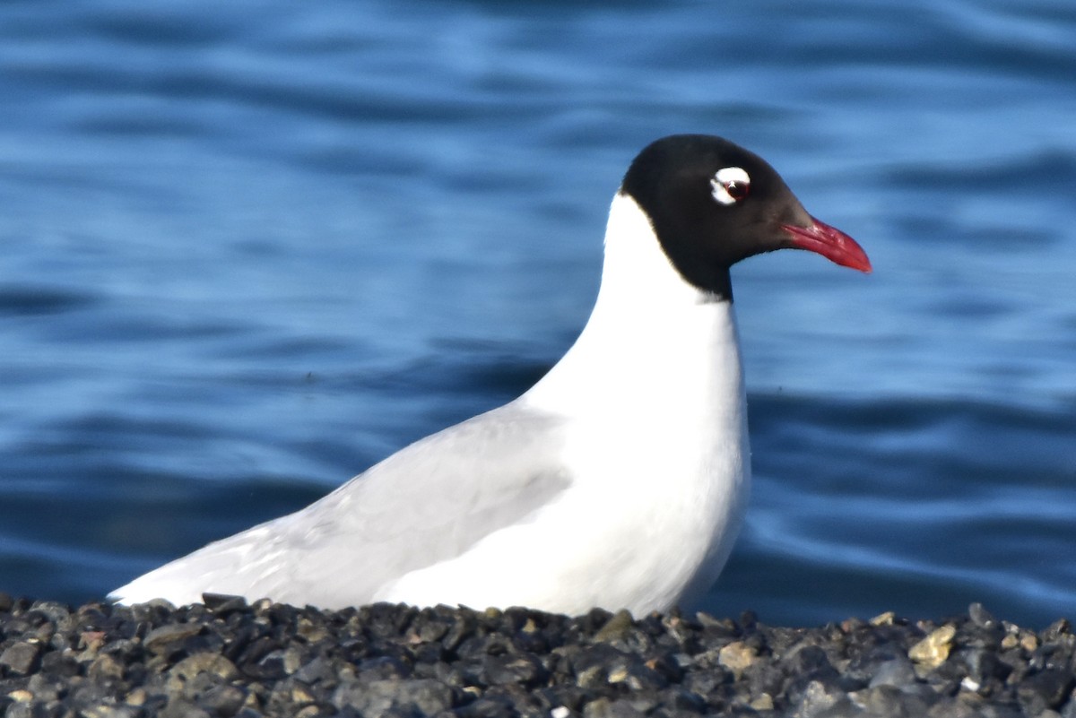 Gaviota Relicta - ML619792688