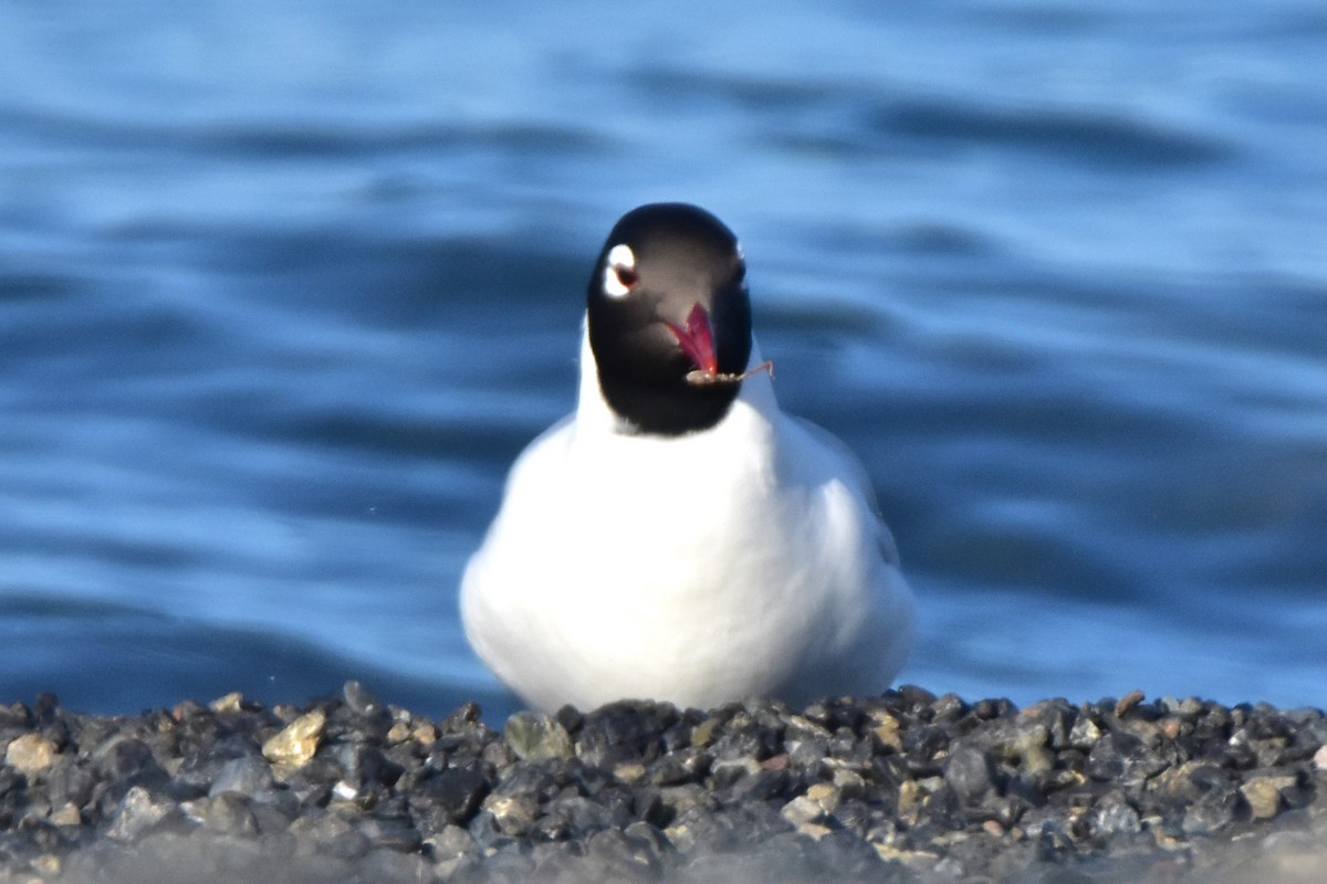 Relict Gull - ML619792689