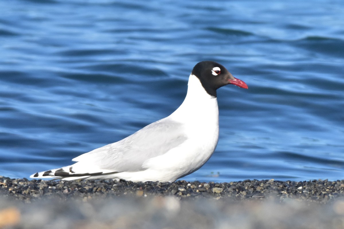 Relict Gull - ML619792690