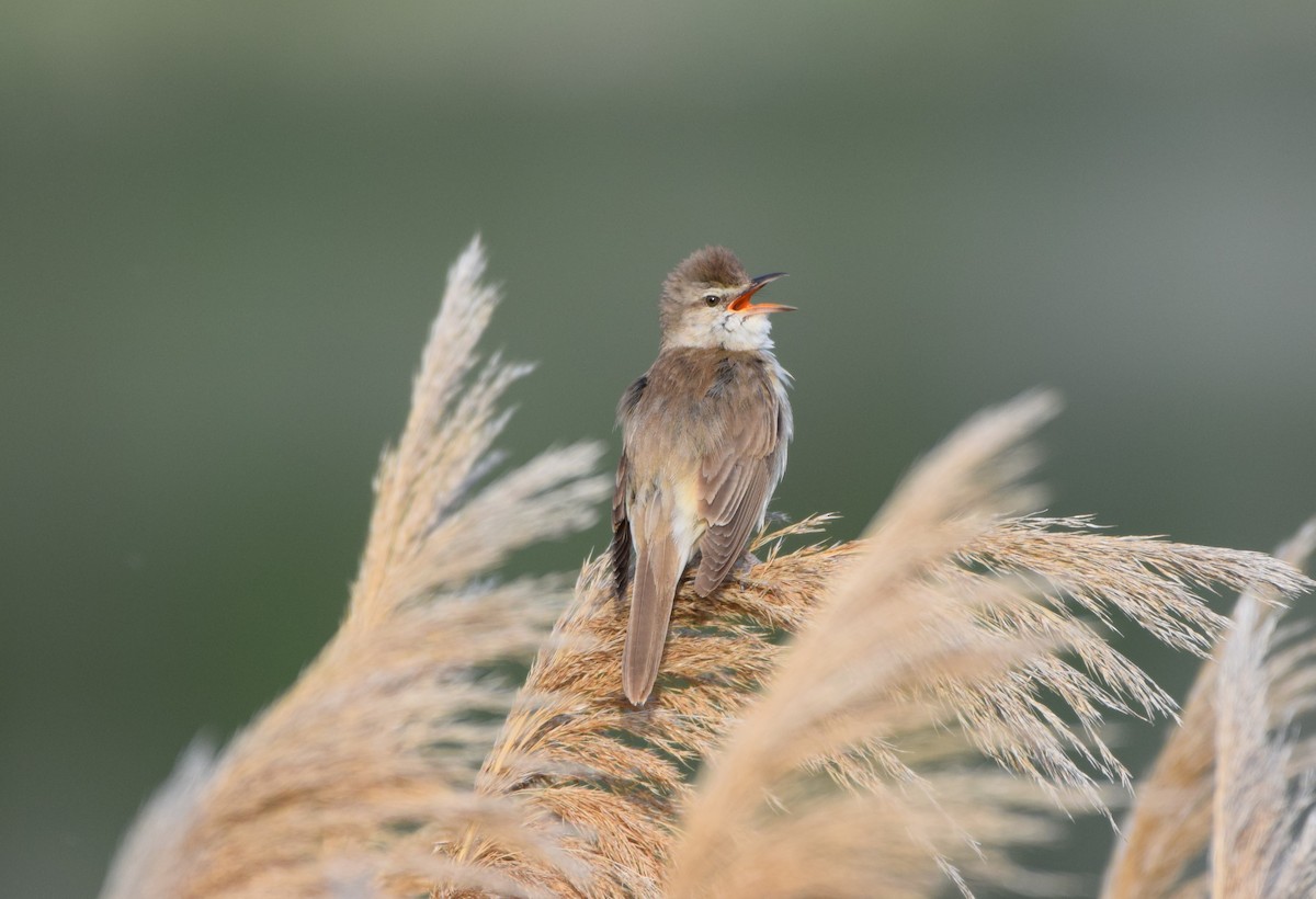 Great Reed Warbler - ML619792698