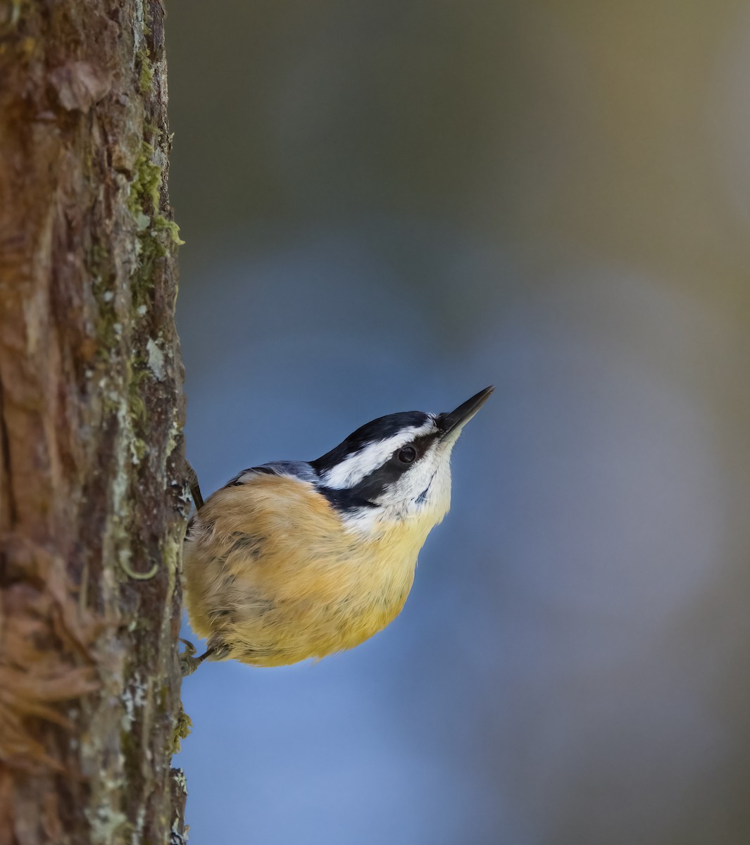 Red-breasted Nuthatch - ML619792702