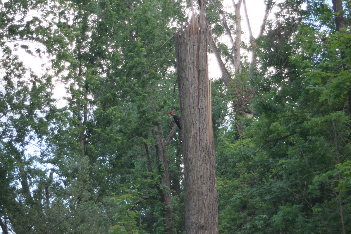 Pileated Woodpecker - ML619792704