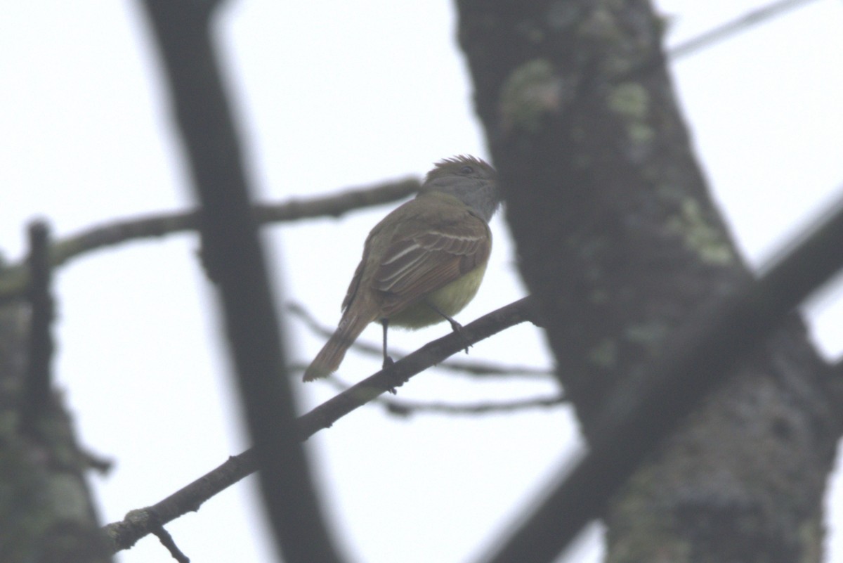 Great Crested Flycatcher - ML619792707