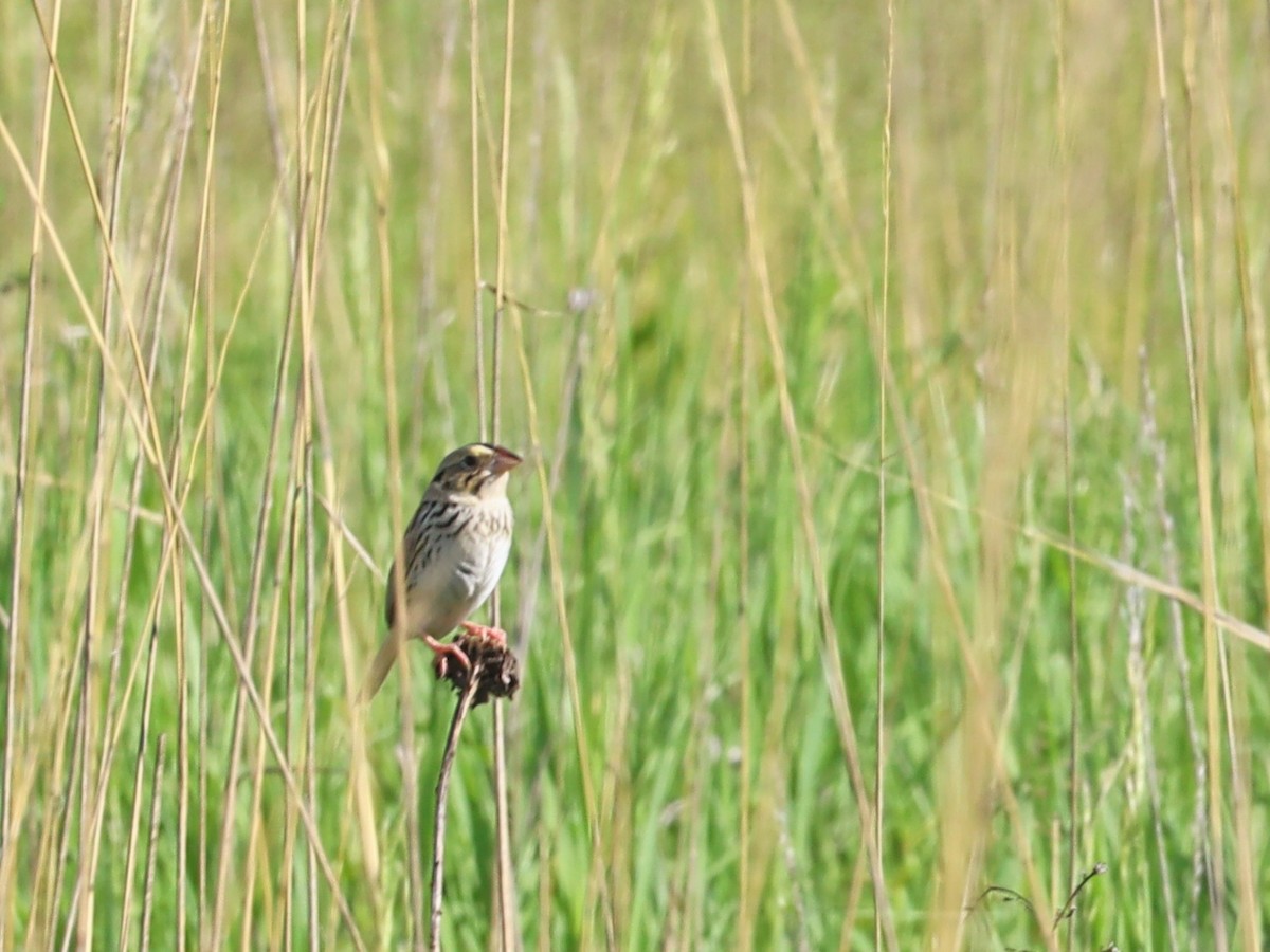 Henslow's Sparrow - ML619792712