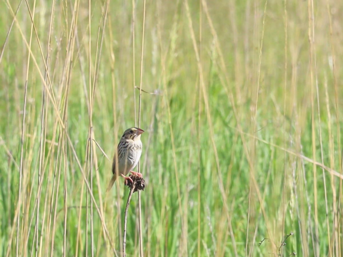 Henslow's Sparrow - ML619792713