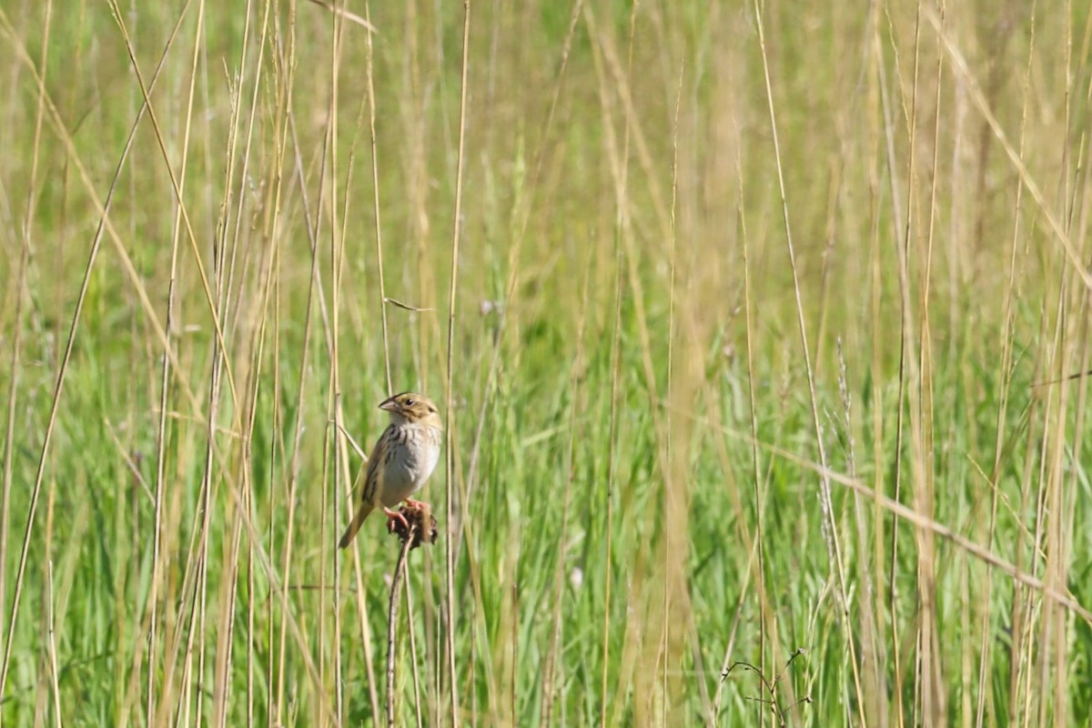 Henslow's Sparrow - ML619792714