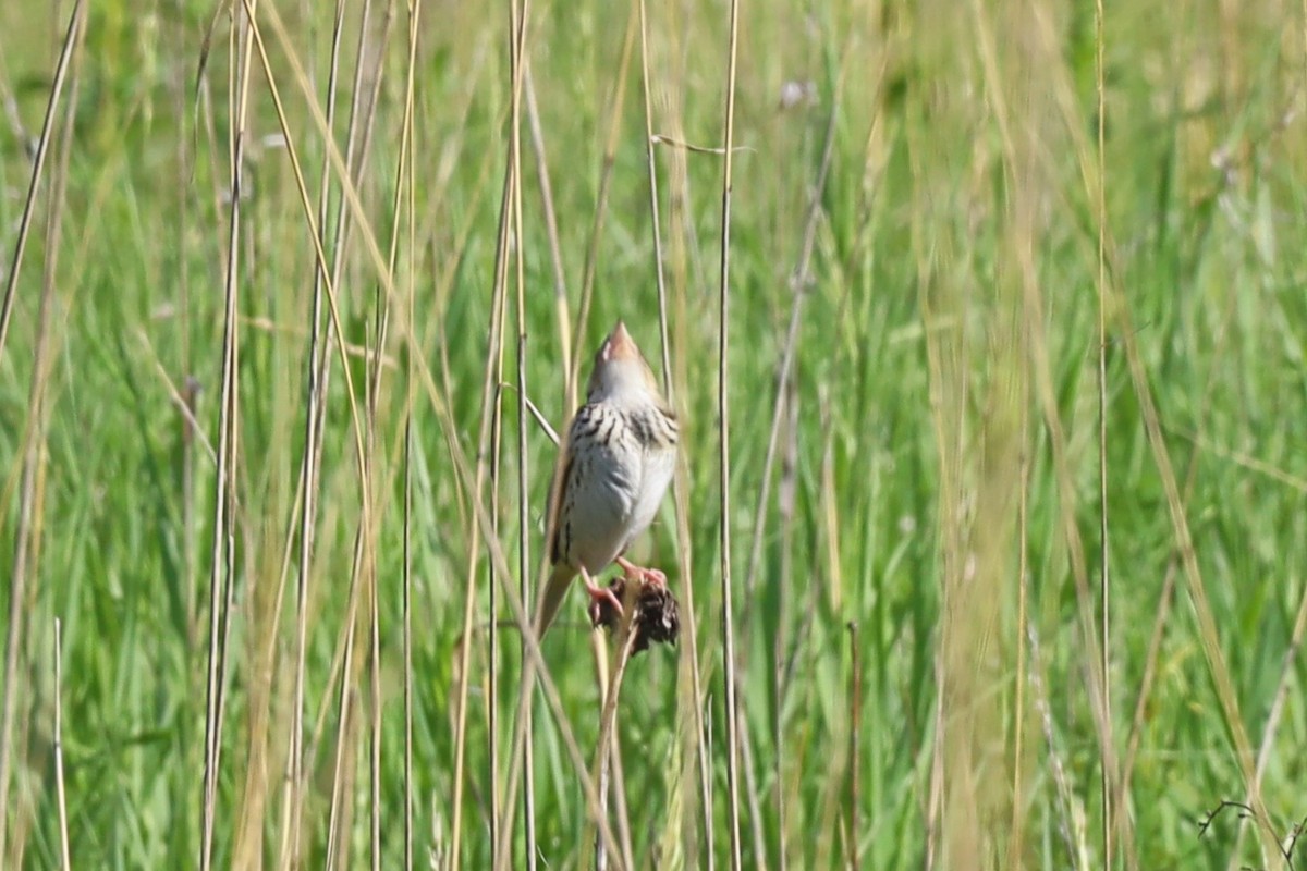 Henslow's Sparrow - ML619792715