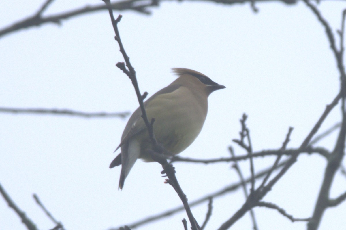 Cedar Waxwing - ML619792719